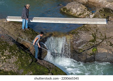 WITSET CANYON, CANADA - SEPTEMBER 5, 2022: Canadian Wet'suwet'en Indigenous First Nation People Fishing Salmon By Waterfall Of Moricetown Canyon, British Columbia.