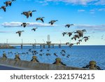 Wlid Geese flying over the frontwater in Spencer Smith Park with the Brant Street Pier in the backgroung, Burlington, Ontario, Canada	