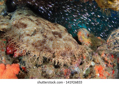 Wobbegong Shark