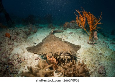 Wobbegong Shark