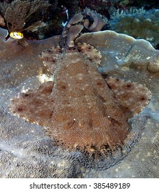 Wobbegong Shark