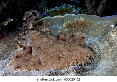 Wobbegong Shark