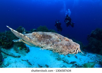 Wobbegong shark and divers underwater in Raja Ampat, Indonesia