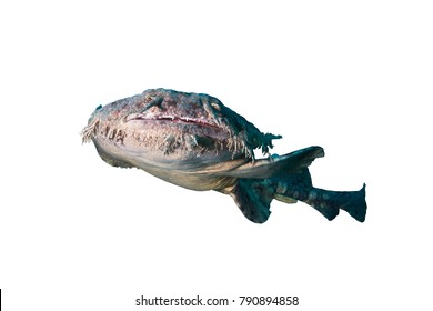 Wobbegong Shark Isolated on White Background 