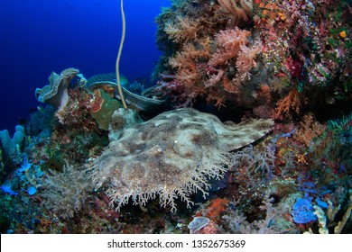 Wobbegong shark resting under a coral head, photographed while scuba diving in Raja Ampat, Indonesia