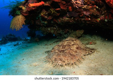 Wobbegong Shark resting under a coral block. Underwater image taken on scuba diving trip in Raja Ampat, Indonesia.