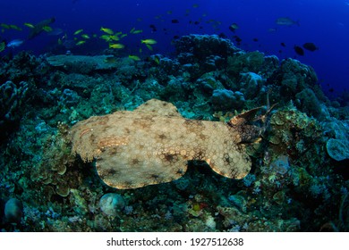Wobbegong shark swimming on a coral reef. Underwater image taken scuba diving in Indonesia