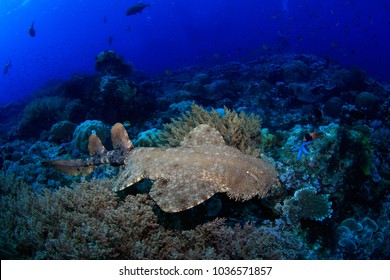Wobbegong shark swimming over the reef