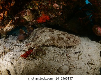 wobbegong shark underwater under corals sleep and rest raja ampat tropical waters endemic shark