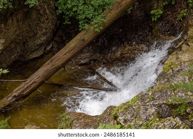 wold river in the forest