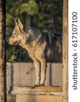 Wolf 