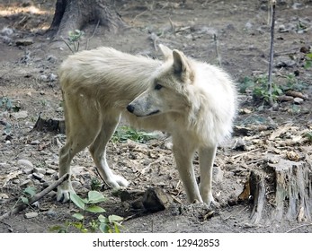 wolf