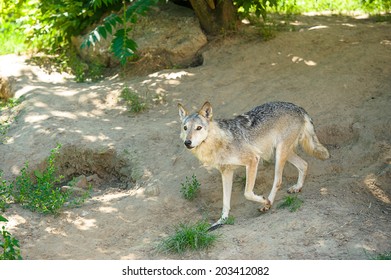 Wolf