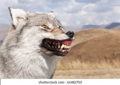 Wolf