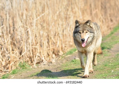 wolf