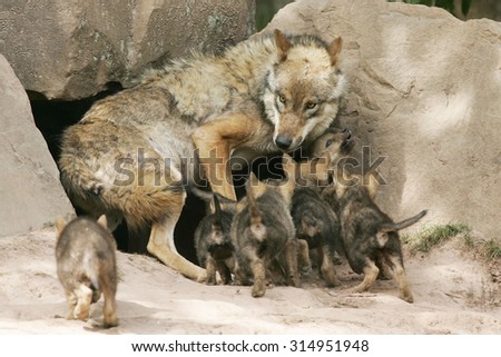 Wolf Stock photo © 