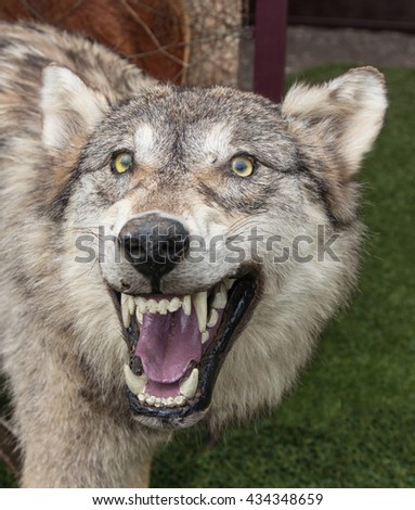 wolf