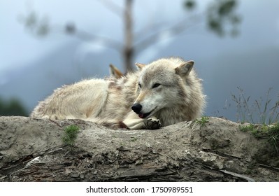 Wolf At Alaska Wildlife Conservation Center