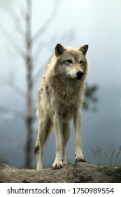 Wolf At Alaska Wildlife Conservation Center