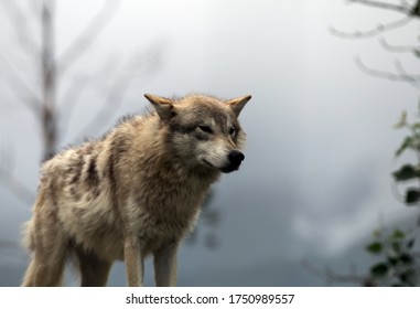 Wolf At Alaska Wildlife Conservation Center