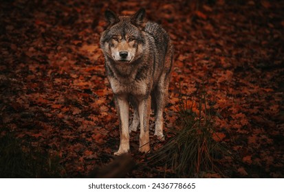 Wolf autumn lying resting standing - Powered by Shutterstock