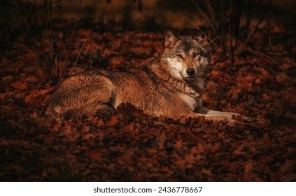 Wolf autumn lying resting standing - Powered by Shutterstock