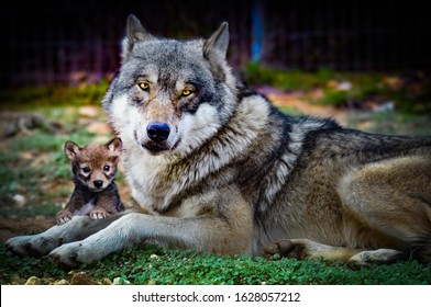 Wolf And Baby Wolf 2020