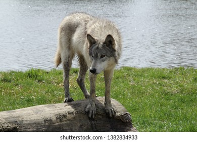 Wolf balancing on a log