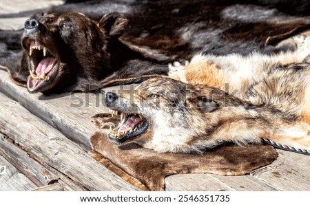 Wolf and bear skins with a grinning muzzles. Stuffed predatory forest animals. Dressed skins with heads