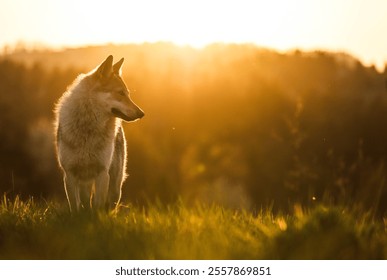 Wolf and a beautiful sunset