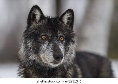 wolf black