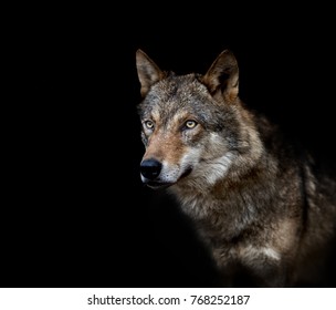 Wolf, black background, portrait