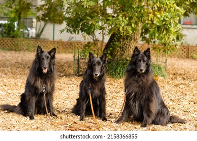 Wolf Black Belgian Shepherd Dog Groenendael 