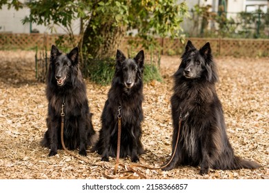 Wolf Black Belgian Shepherd Dog Groenendael 