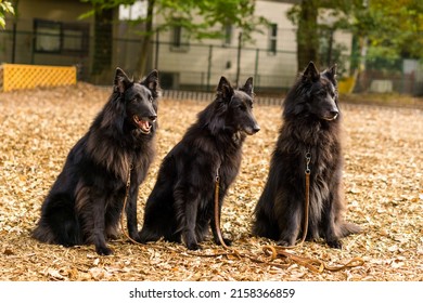 Wolf Black Belgian Shepherd Dog Groenendael 