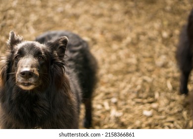 Wolf Black Belgian Shepherd Dog Groenendael 