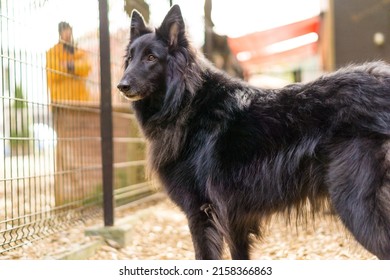 Wolf Black Belgian Shepherd Dog Groenendael 