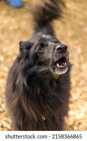 Wolf Black Belgian Shepherd Dog Groenendael 