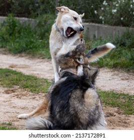 Wolf And Border Collie Dog Fighting