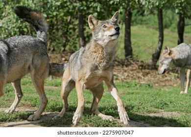 A wolf bracing to catch something