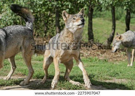 A wolf bracing to catch something