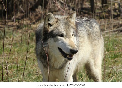 Wolf in branches