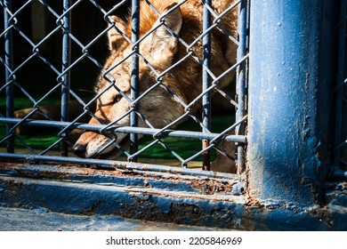 The Wolf In The Cage Has Fierce Eyes.