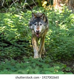 犬 威嚇 の画像 写真素材 ベクター画像 Shutterstock