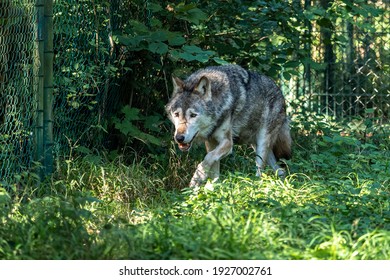 犬 威嚇 の画像 写真素材 ベクター画像 Shutterstock