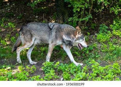 犬 威嚇 の画像 写真素材 ベクター画像 Shutterstock