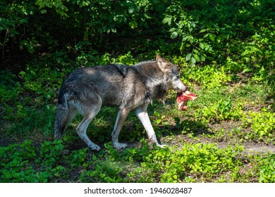Menacing Eyes Wolf 图片 库存照片和矢量图 Shutterstock