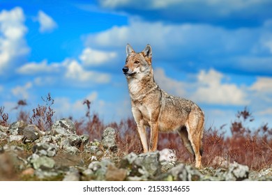 Wolf, Canis Lupus, In Wild Nature, Eastern Rhodopes Mountain, Bulgaria In Euroe Portrait Of Predator, Beautiful Wolf. Animal In Stone Hill, Face Contact In The Rock. Wildlife Scene From Nature.