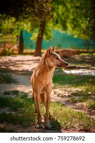 A wolf in captivity.