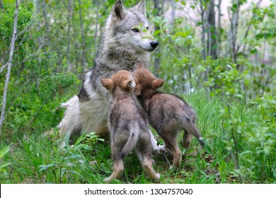 Wolf Cub And Female